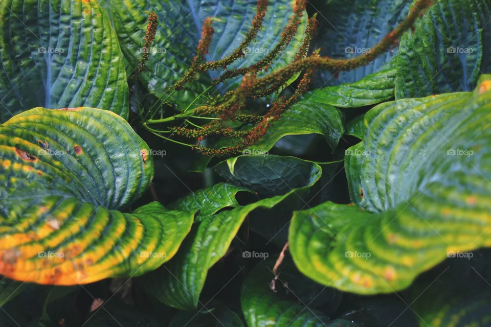 Leaf