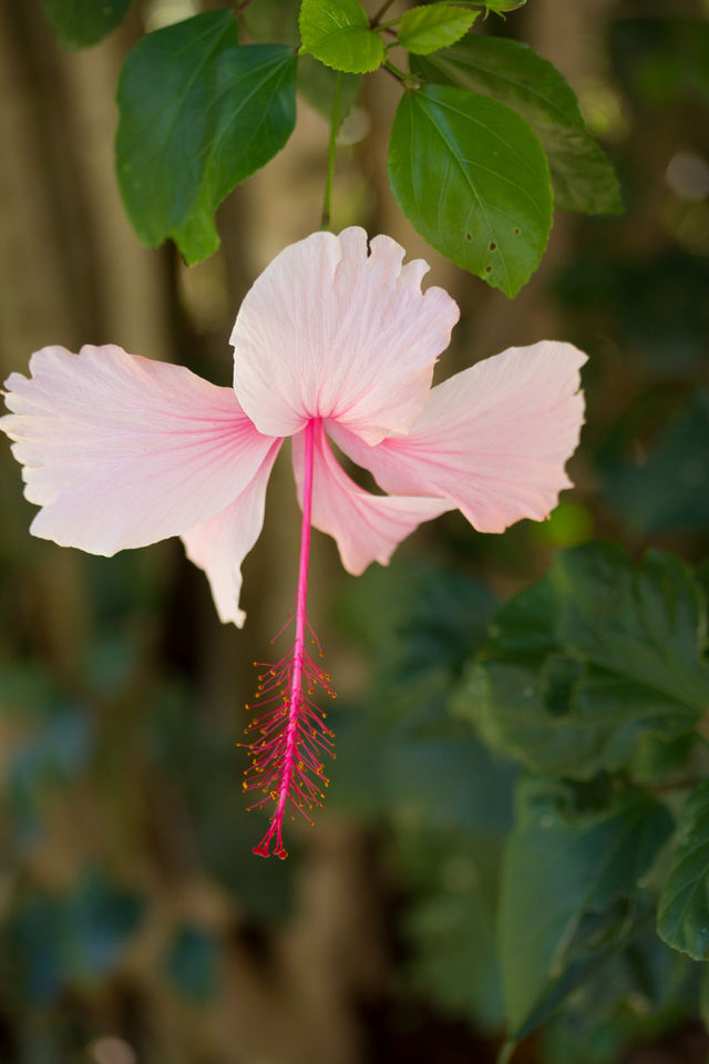 Pink Hibiscus 