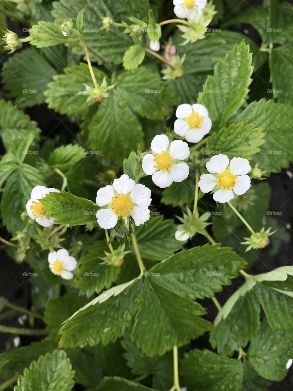 White wild strawberry flowers