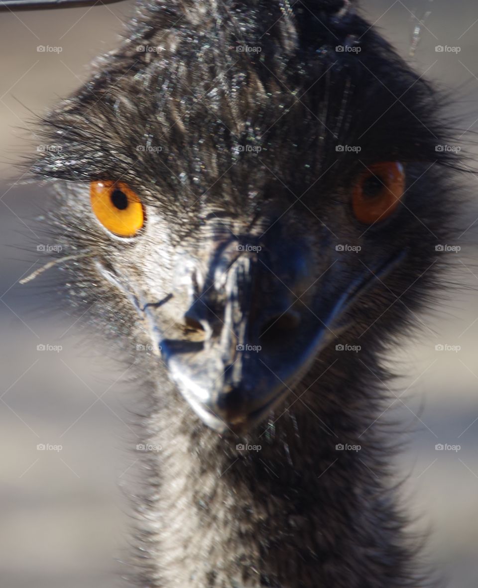 Close up of a male Emu