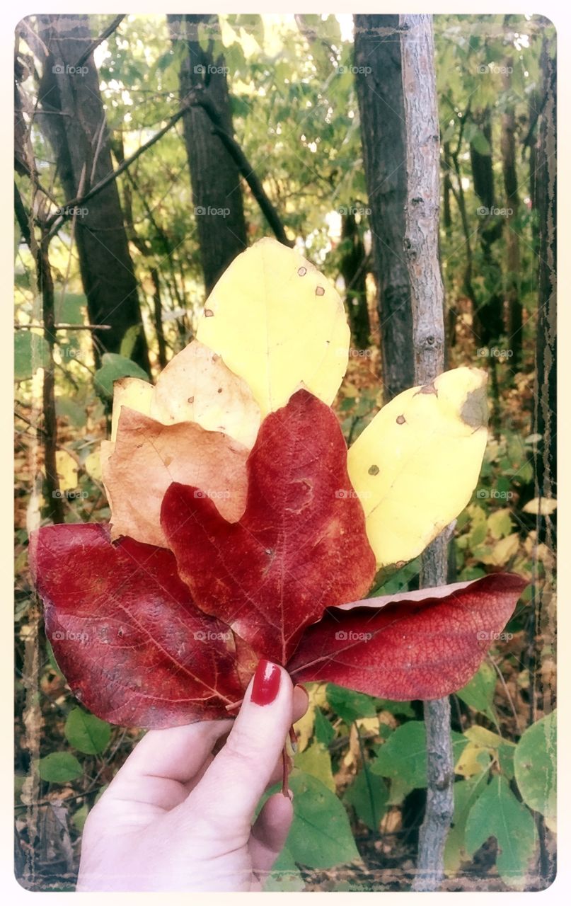 Fall 2015. Fall colourful leaves