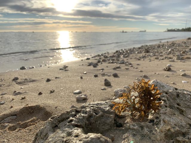 Seaweeds