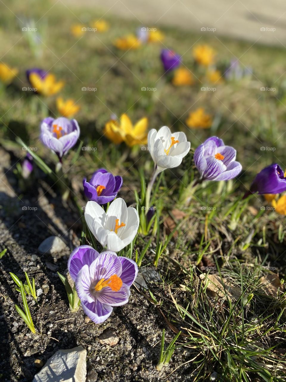 Beautiful flowers 