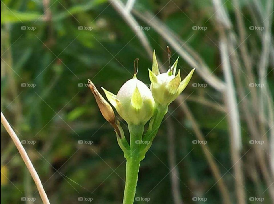 Tiny buds