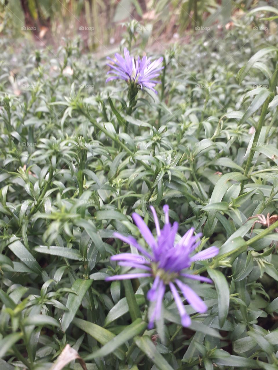 asters first flowers