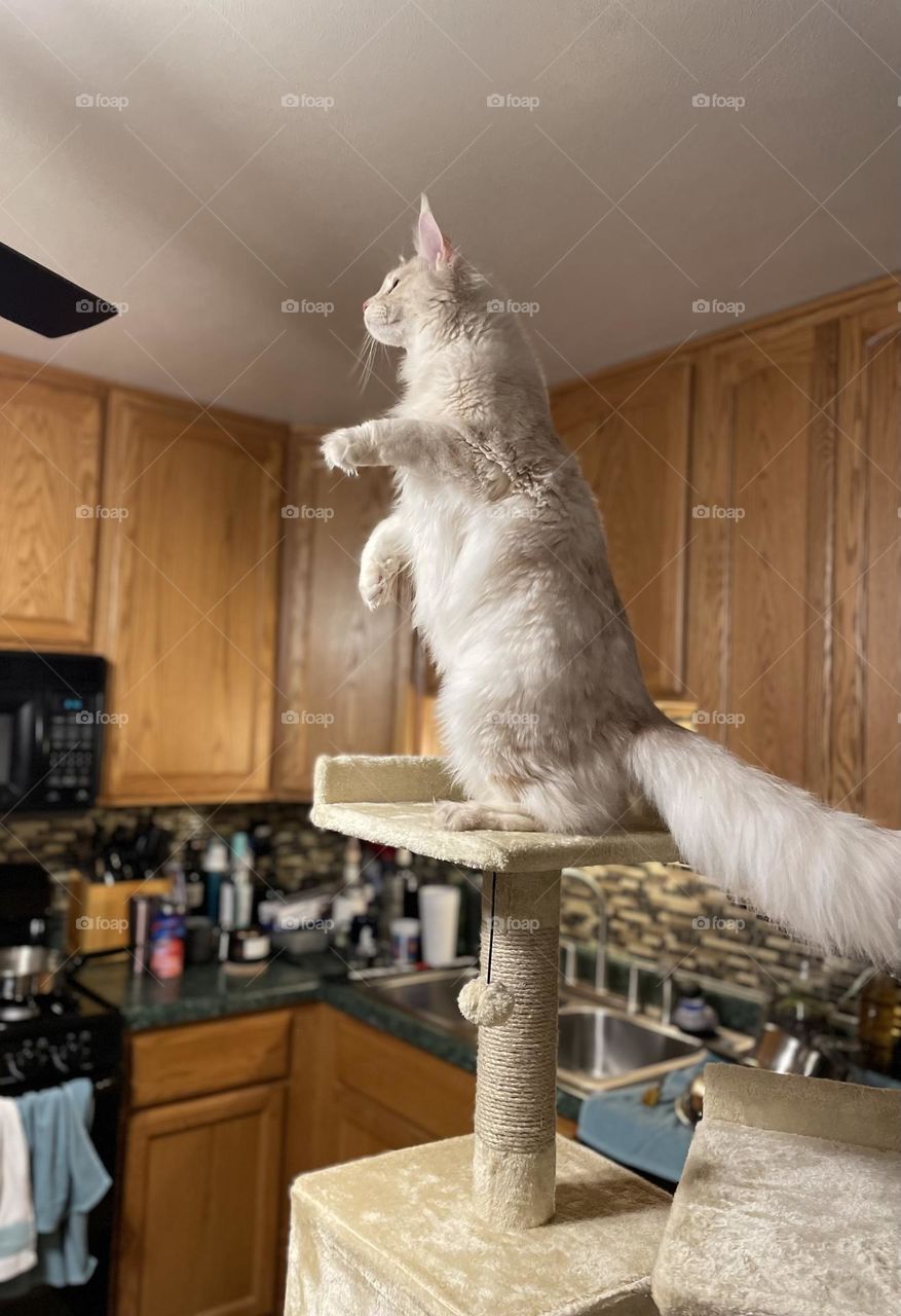 Mainecoon wants to climb the ceiling fan