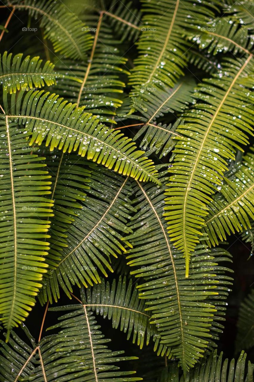 Droplets of water on top of the fern leaves