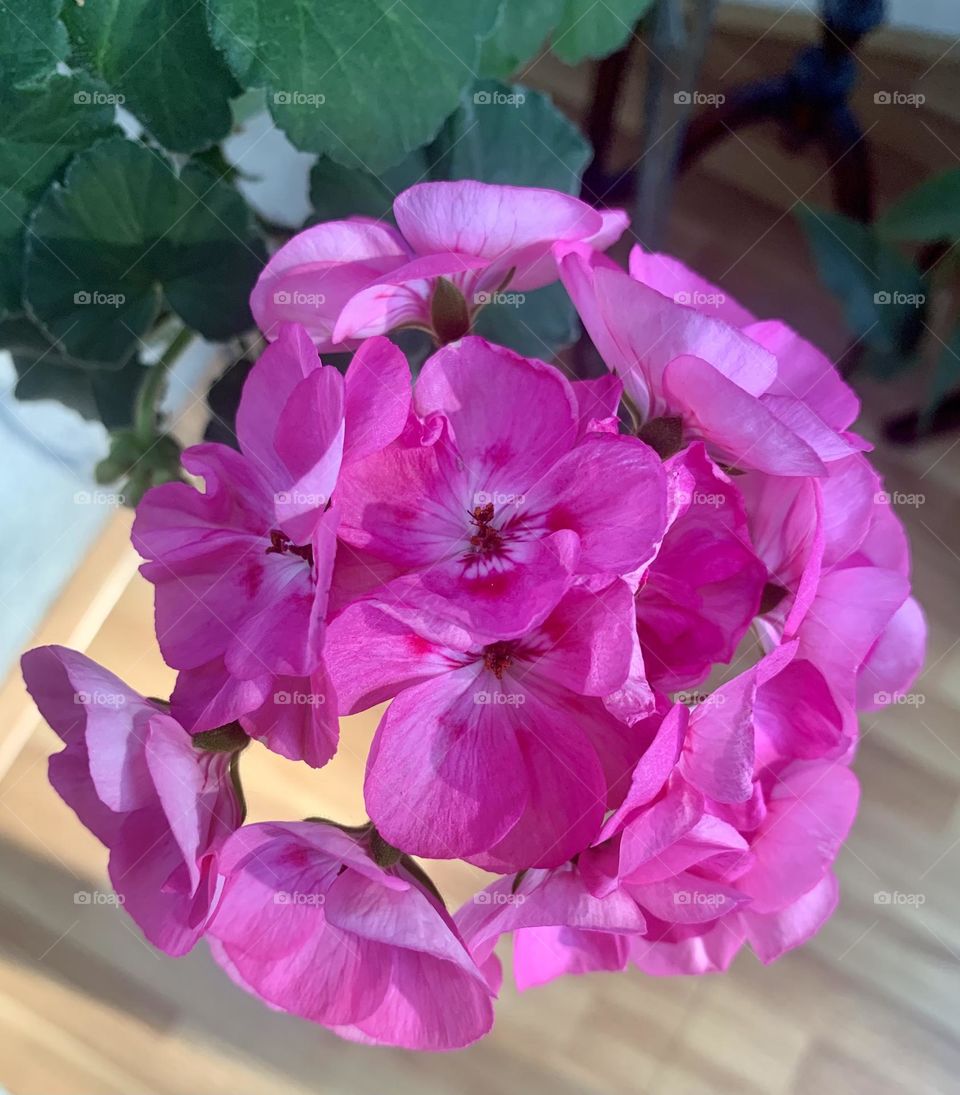 Cactus blooming 