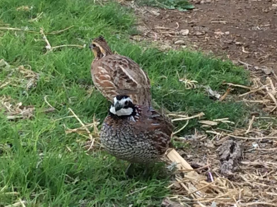Bob white quail