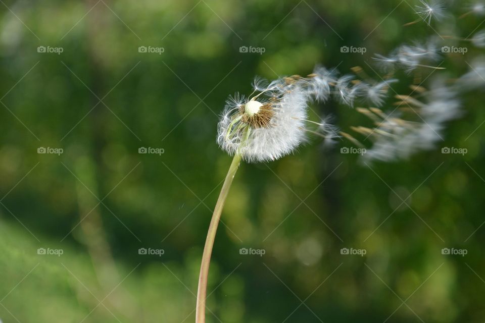 Dandelions