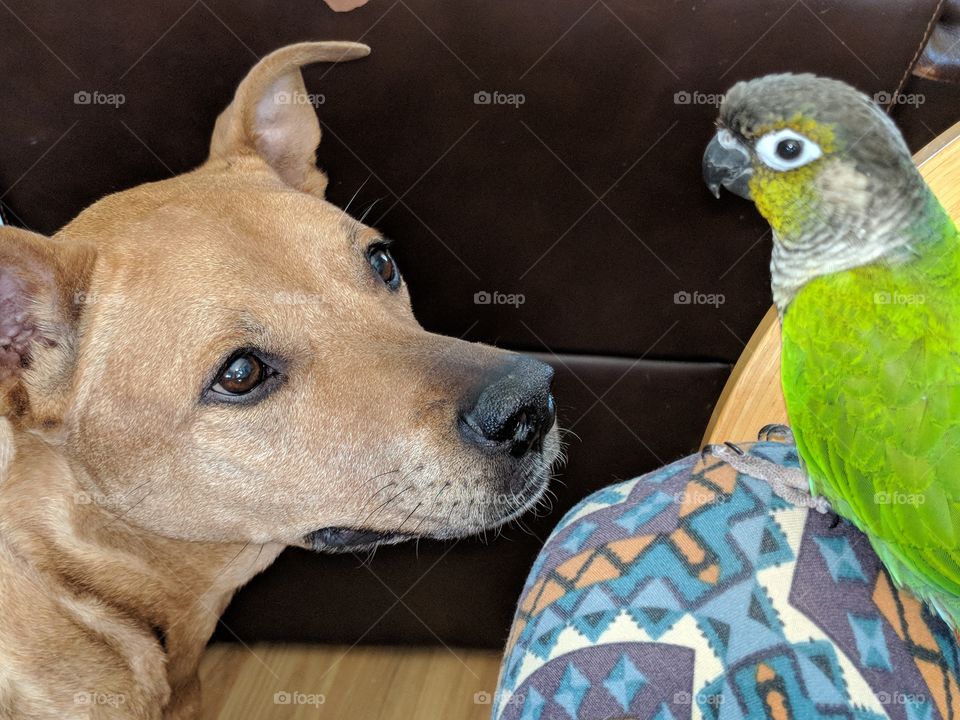 a dog and her bird