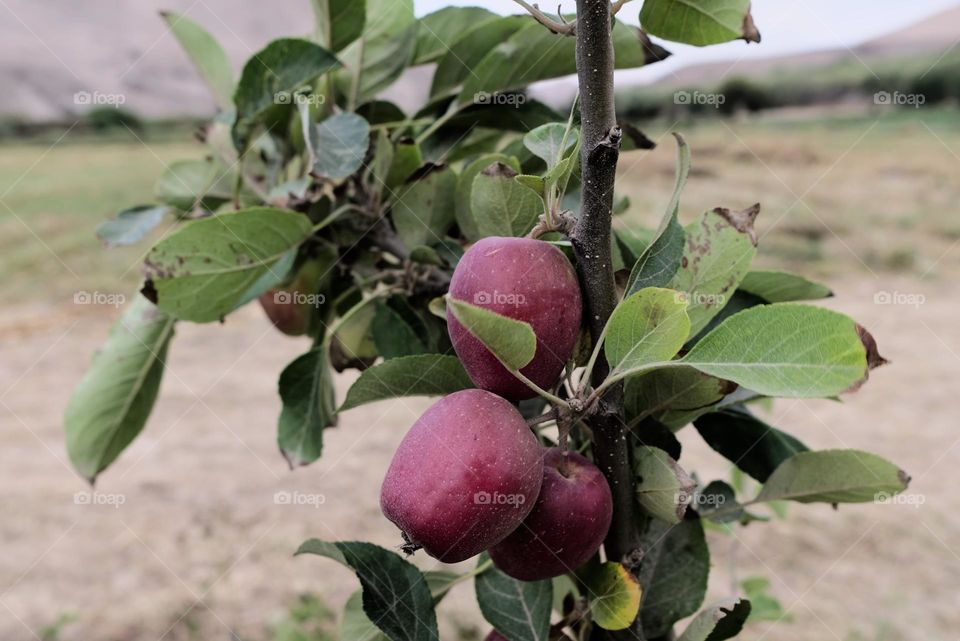 Organic tree cultivation with green and red apples