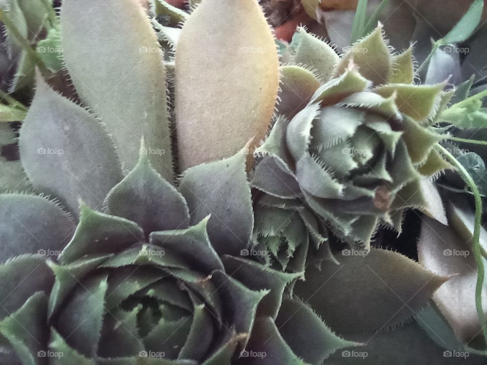 beautiful and wonderful, succulent success.