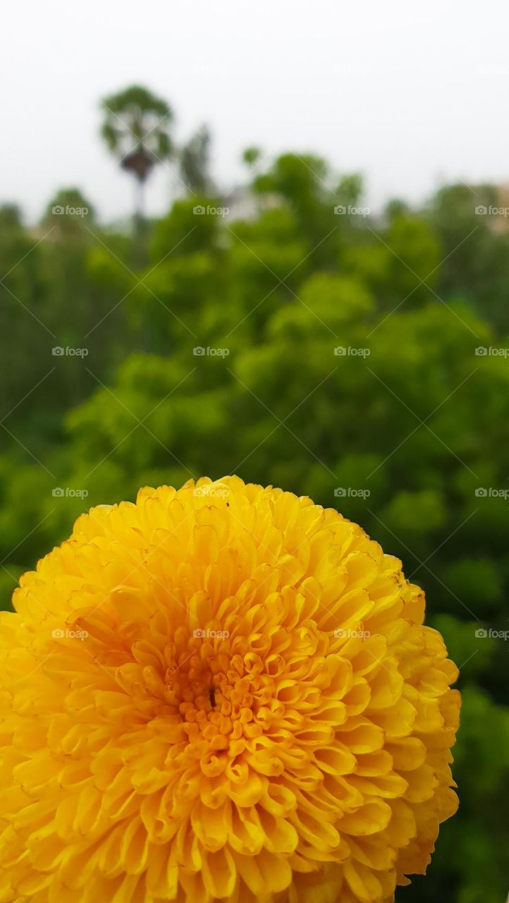 Beautiful Yellow CHRYSANTHEMUMS flower with greenery background 