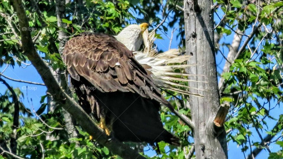 Bald Eagle has to scratch the itch