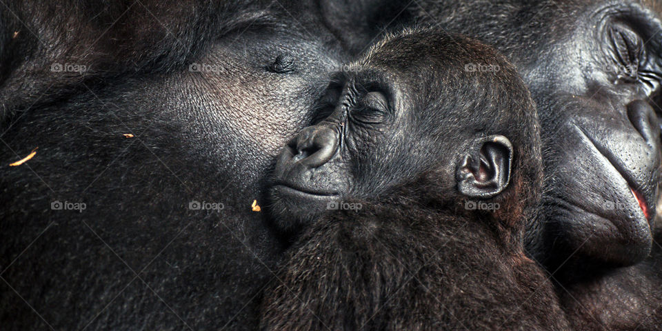 Baby chimpanzee sleeping at his mother's chest