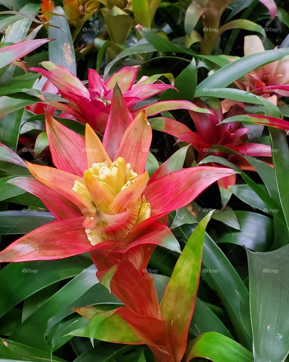 Bromeliad in Full Bloom