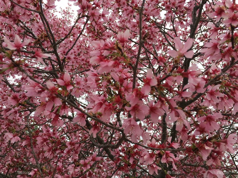 Spring tree blooming