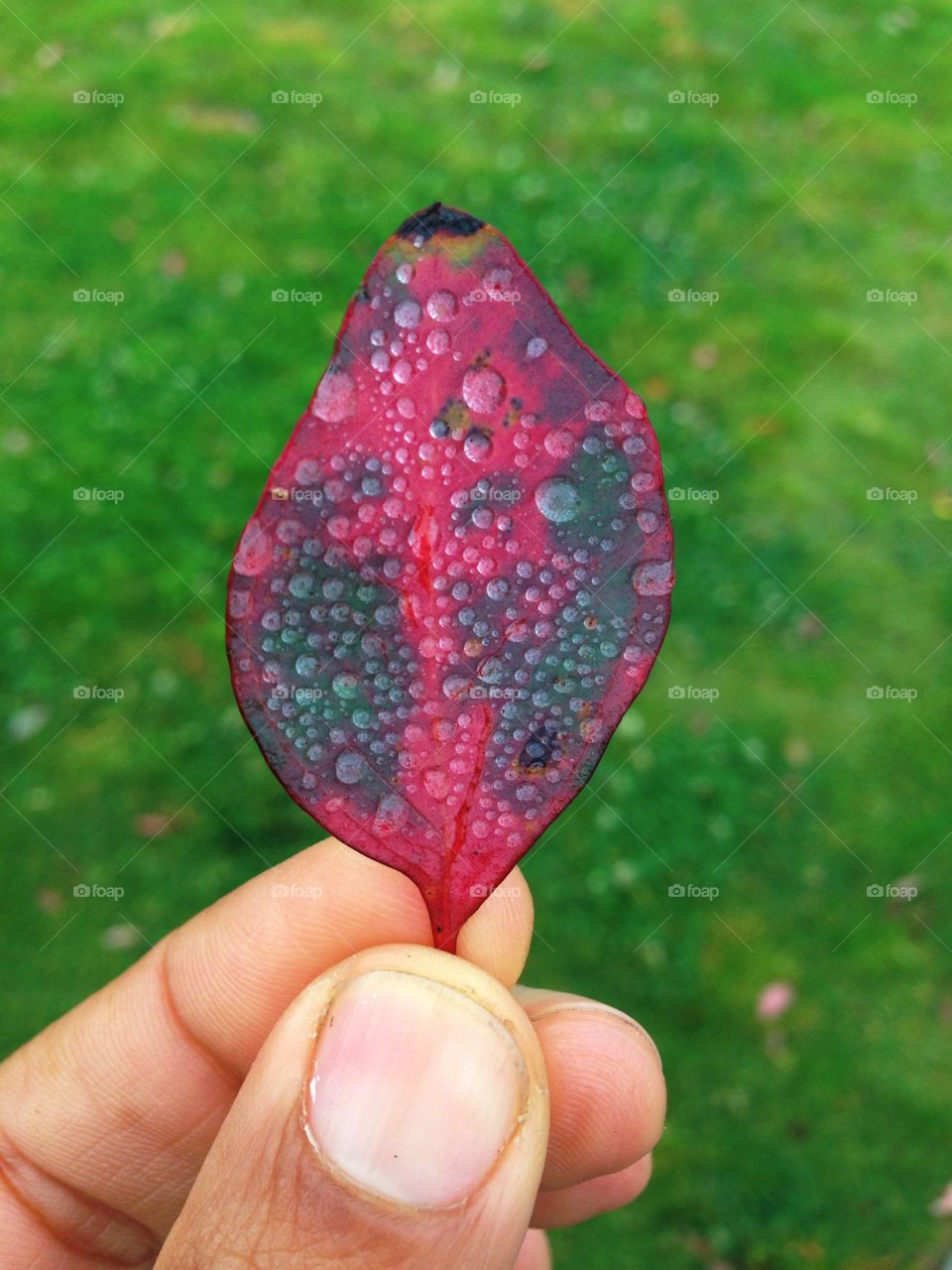 Dewey. Raindrops on a leaf