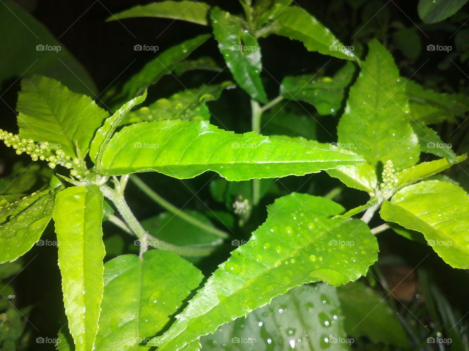 Beautiful green plant