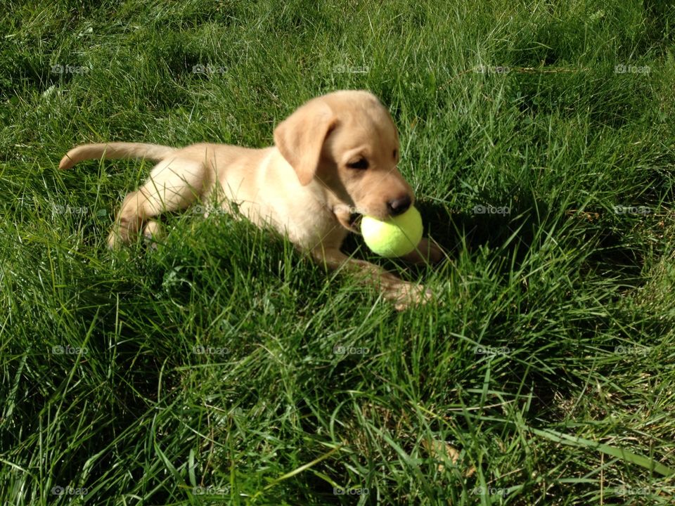 Labrador's first tennis ball