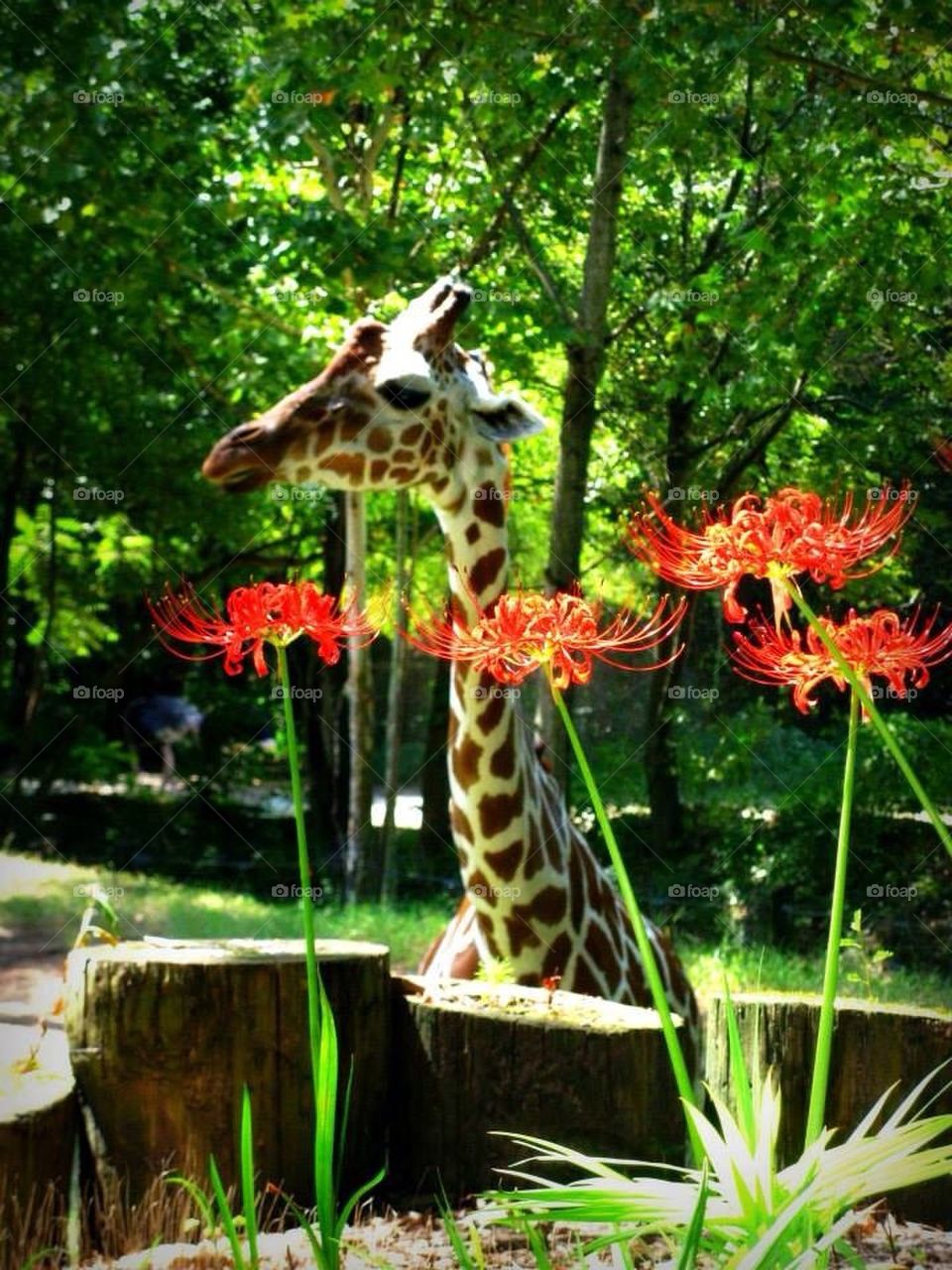 Giraffe and Flowers