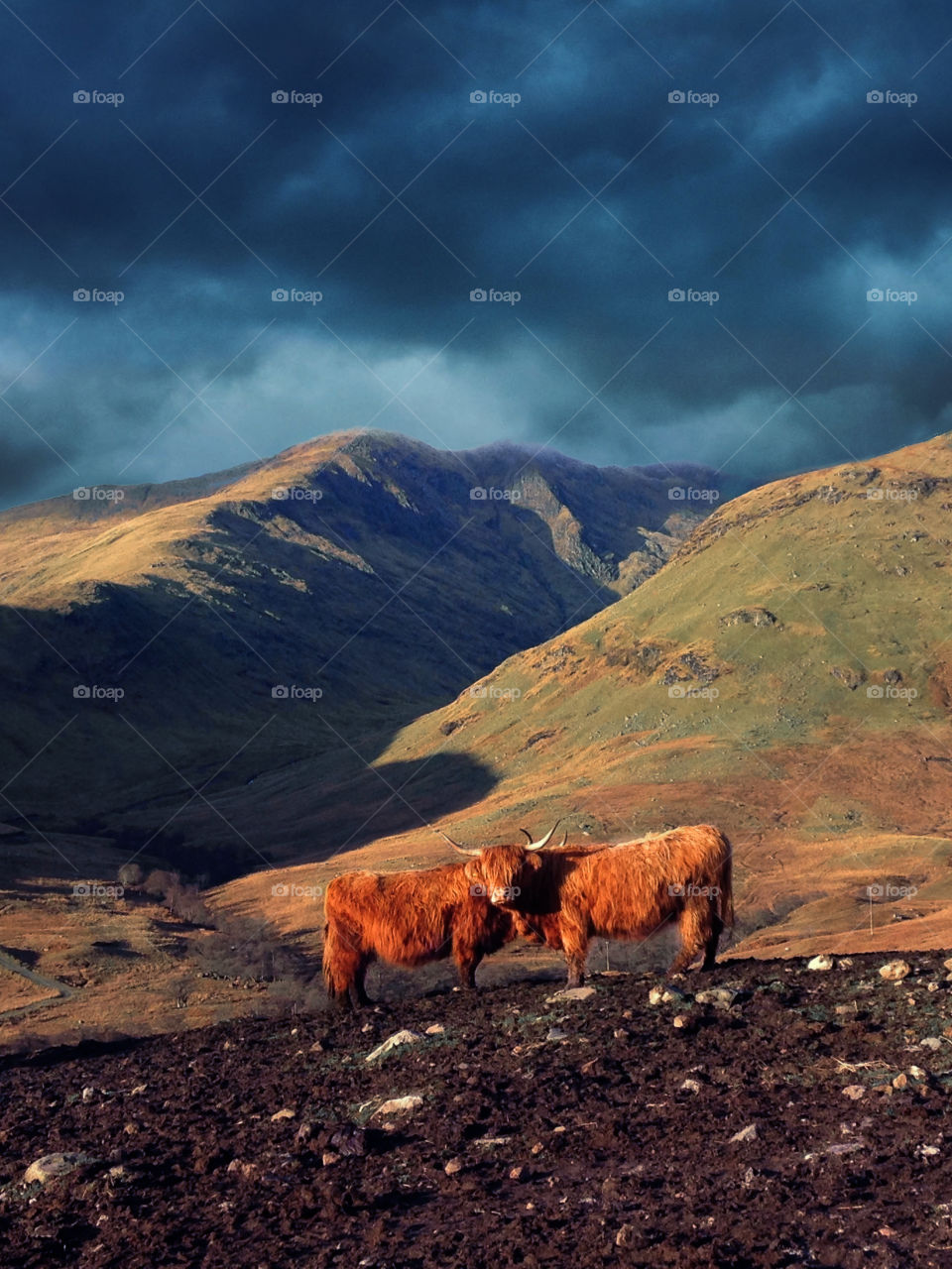 Two highland cows in a majestic mountainous landscape in the Scottish Highlands. View with iconic highland cattle seen on a scenic hike through the beautiful mountains in Scotland. Hairy coos spotted while traveling and exploring.