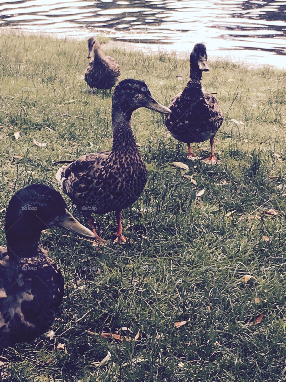 A group of ducks on some grass at a public park 