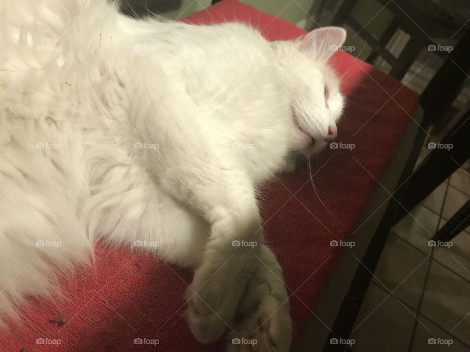 White paws in shadows as kitty takes a nap