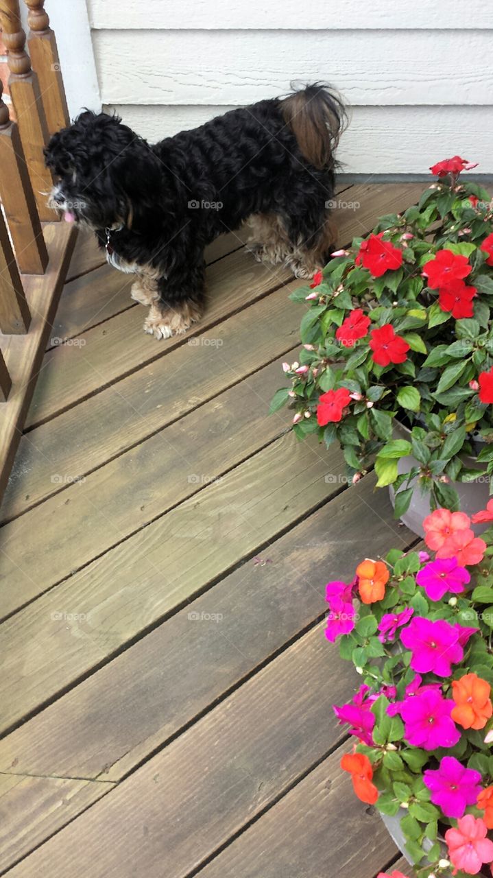 Dogs. Enjoying the Day