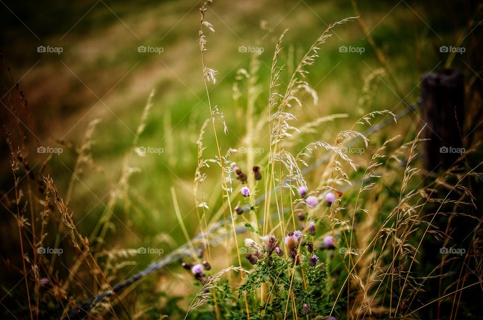 Wild flowers