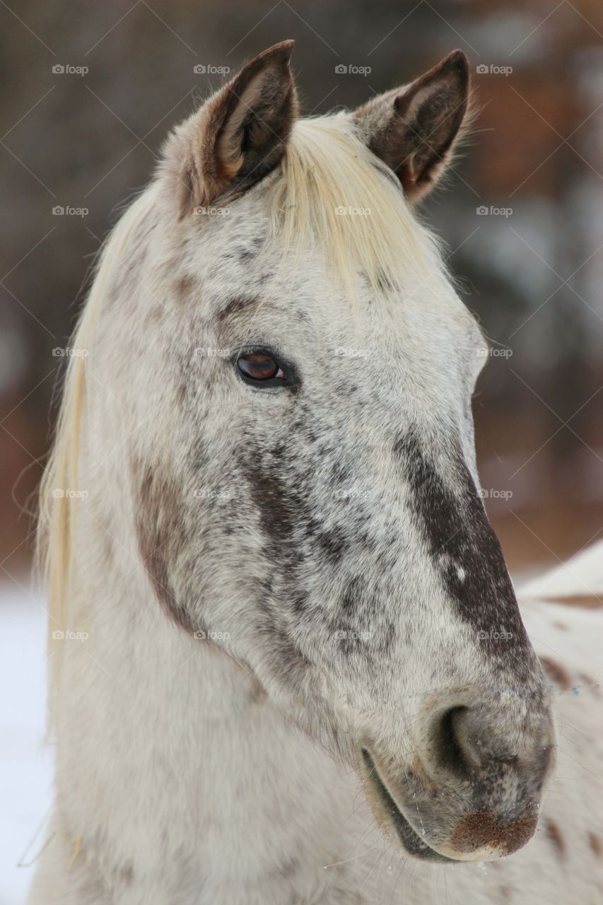 Greyfeather the Spanish Mustang