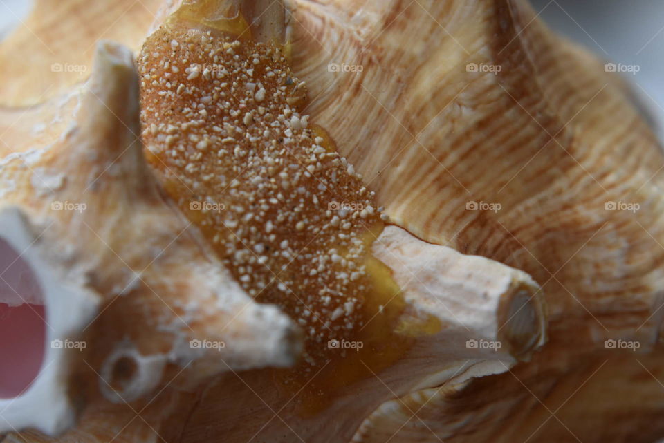 conch shell