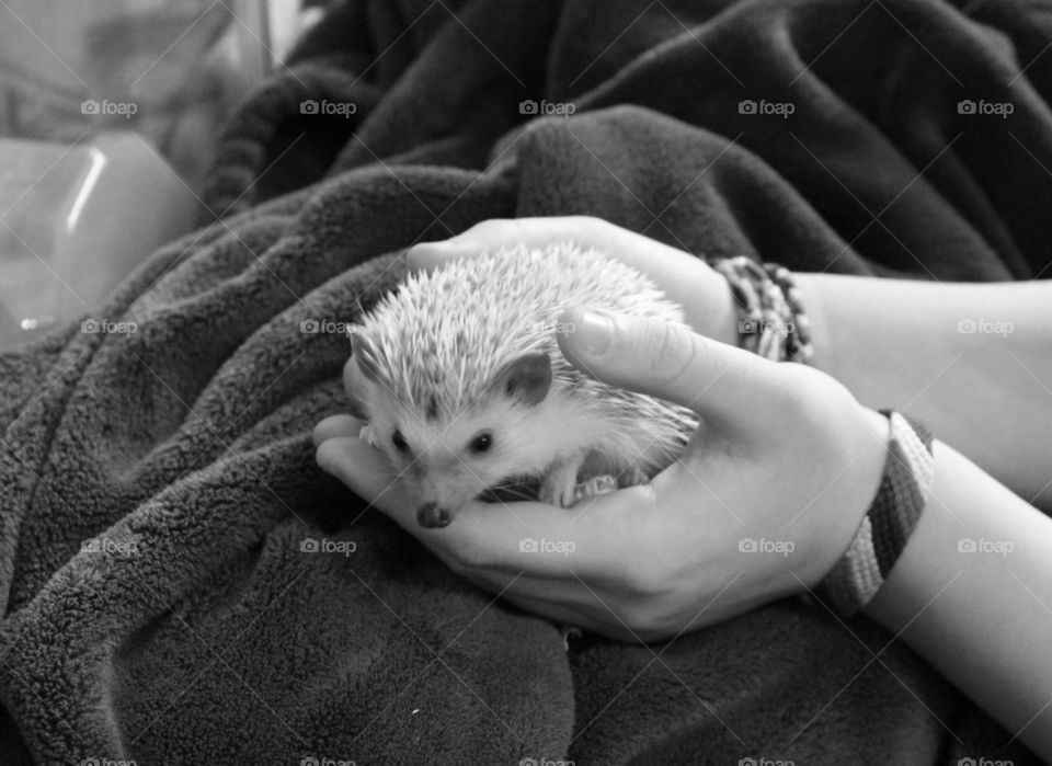 Pixie the hedgehog 💖
