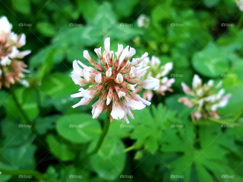 The flower of white clover
