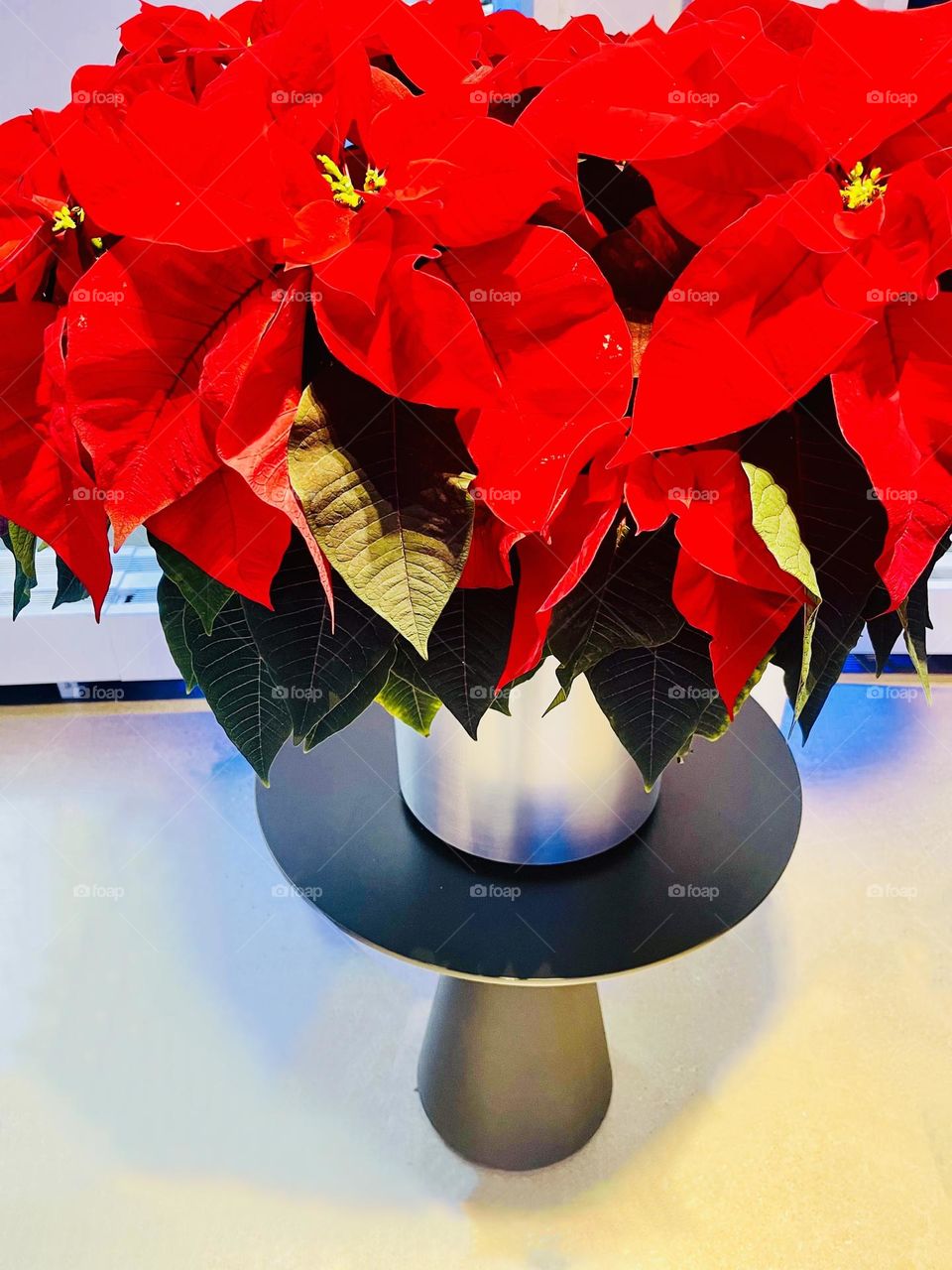 Holiday  Spirit - The beautiful  vibrant red poinsettia starts appearing everywhere . This iconic flower is widely used in Christmas floral displays. 