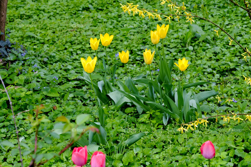 Fresh tulips in garden