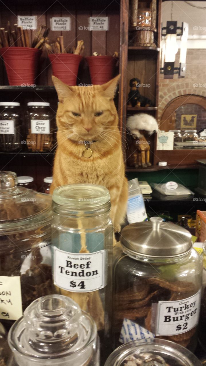 cat in pet store