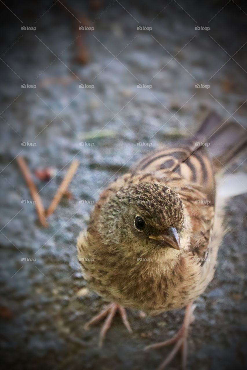 Petite brown bird searches for food near a bird feeder in summer. Washington State