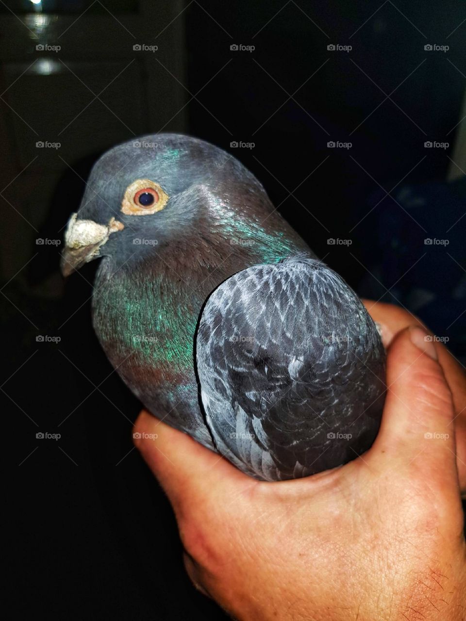 Holding a dove in your own hands