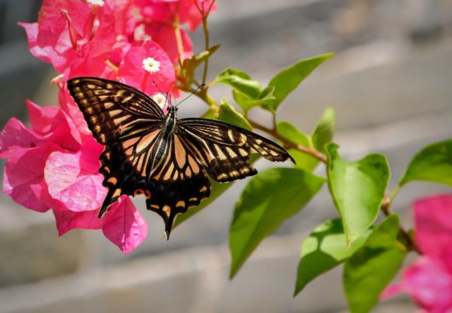 butterfly in the tree