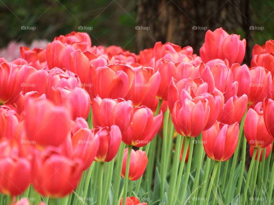 another field of fresh red tulips in the springtime.