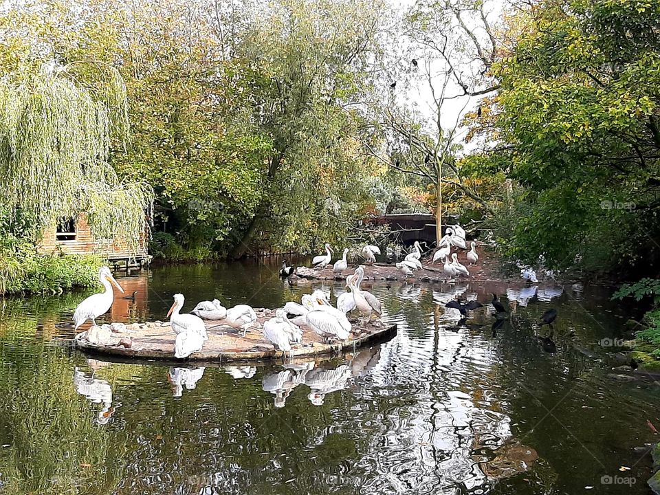 Pelicans from the zoo in the Netherlands