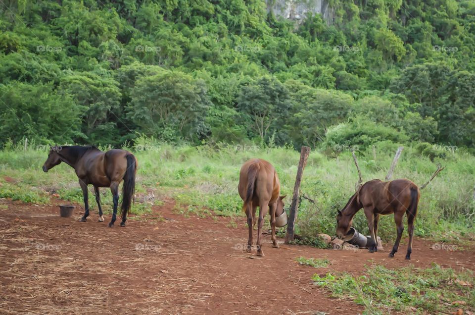 Horses Feeding