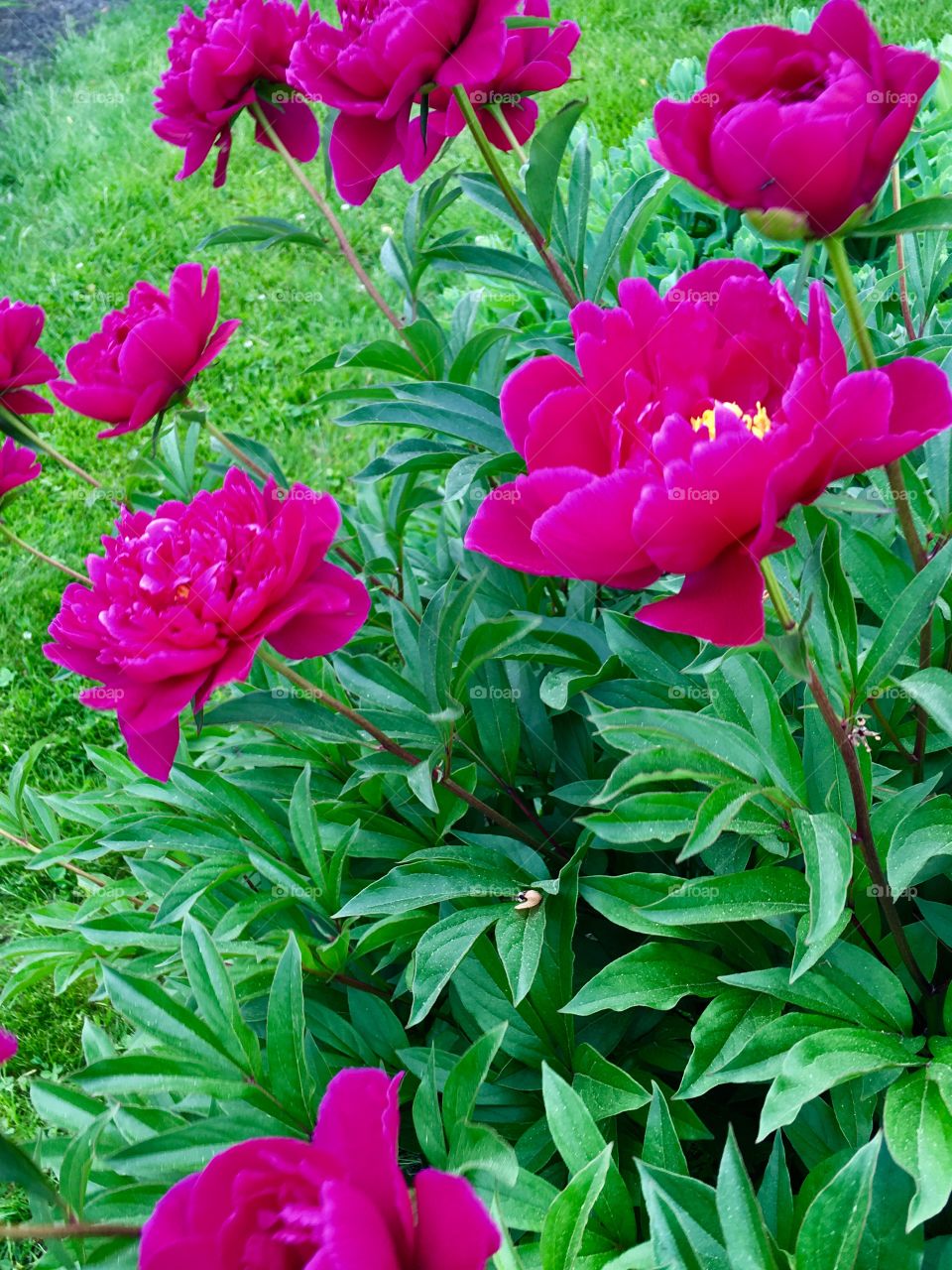 Peonies 
