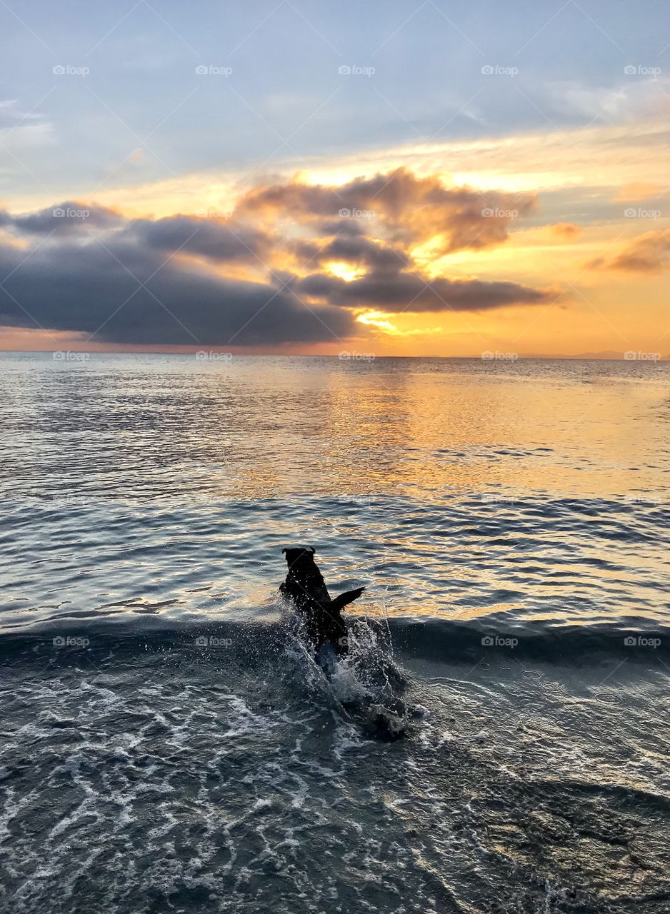 Dog jumping into the ocean waves at sunset 
