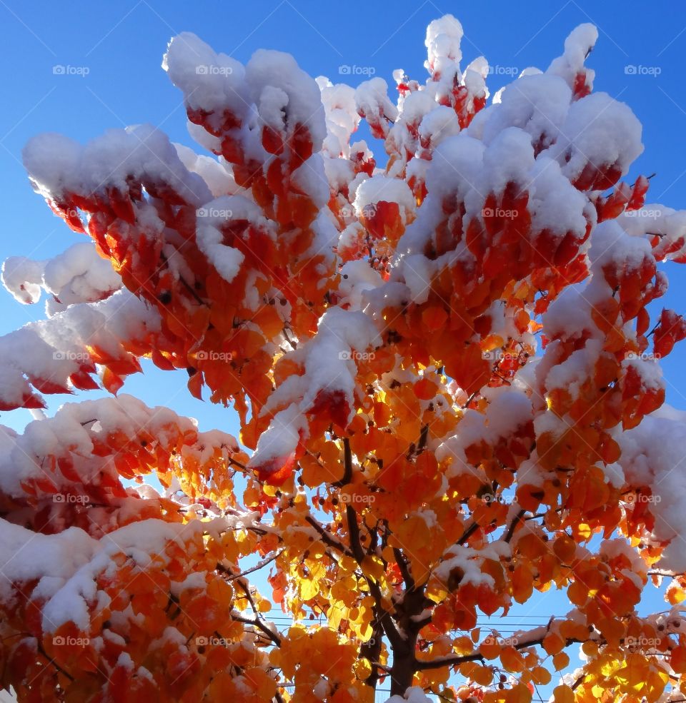 Orange leaves with snow