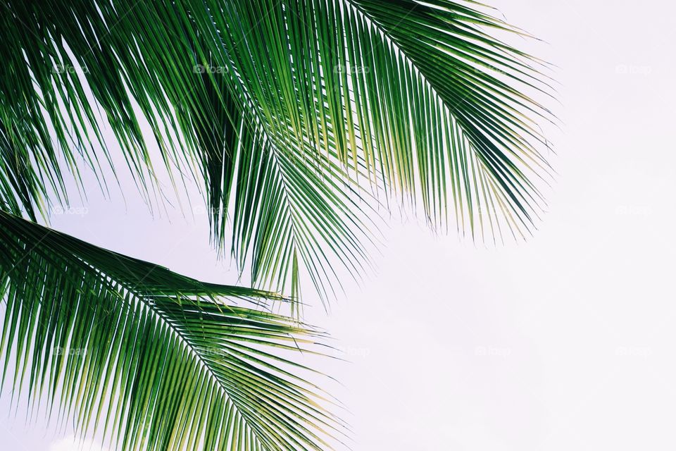 Palms 