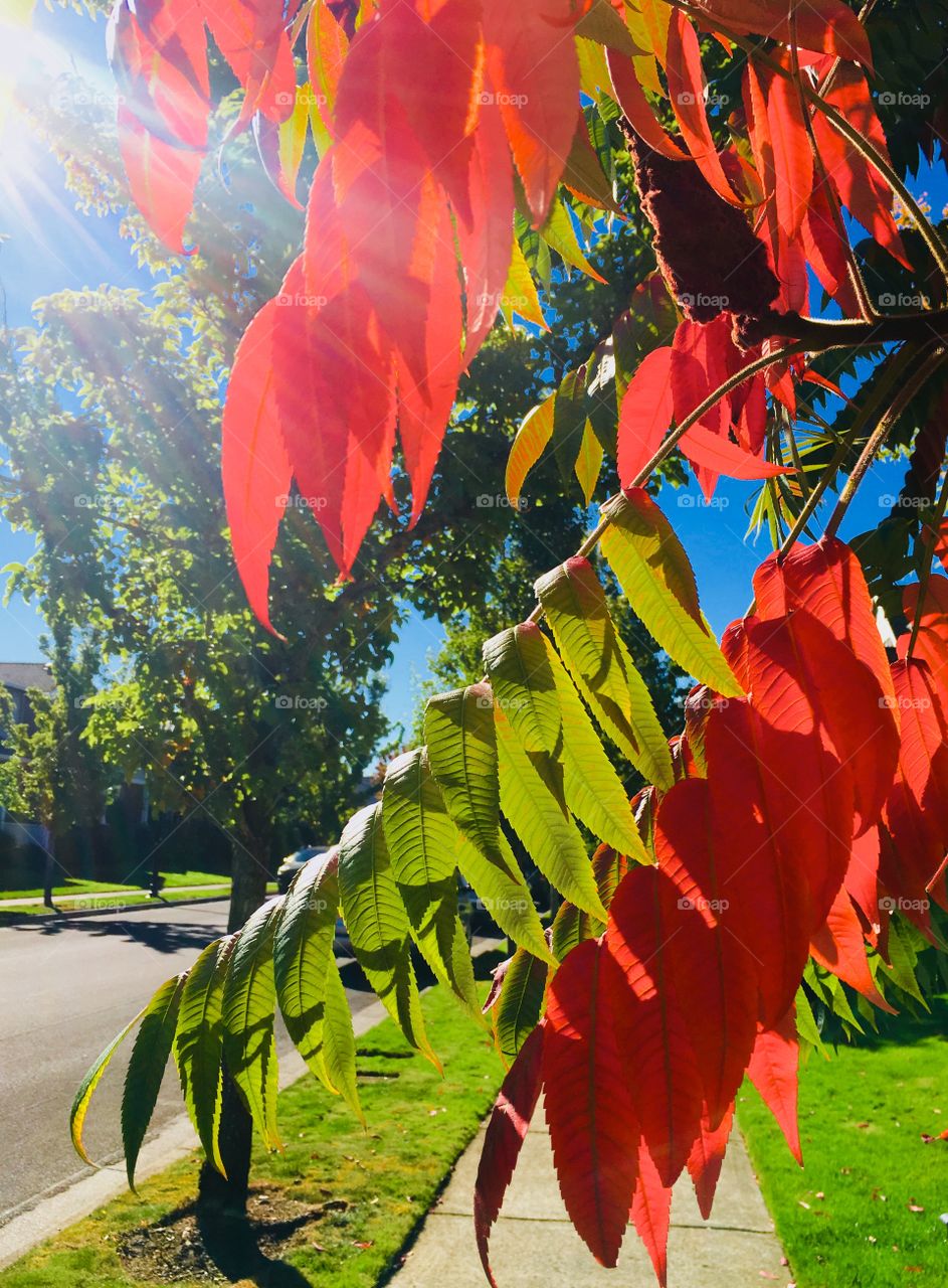 Changing of the sumac leaves