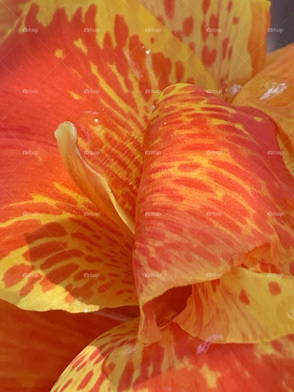 Canna lily